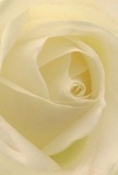 The image invites you right to the centre of a cream-white rose, as though enveloped in its silken embrace. Each petal, unfurling in a soft spiral, presents a dance of gentle light and mellow shadow, reminiscent of the tranquil atmosphere found in the gardens near Finsbury's Amwell Street. The rose's outer petals are nearly sheer, their delicate edges suggesting fragility that contrasts with the sure, artistic hand behind their arrangement-hallmarks of Finsbury's best local florists. The mood is one of peaceful anticipation; this rose could as easily accompany an early morning walk down Farringdon Road as symbolize a heartfelt gesture between friends or partners. There's a feel of morning dew suggested in the soft shine across each petal-a fresh, understated fragrance just out of reach. The harmonious composition brings depth and quiet beauty, capturing a sense of reverence and calm. This flower becomes more than a blossom; it's a vessel for emotion, crafted to meaningfully mark every significant moment in Finsbury's vibrant community.